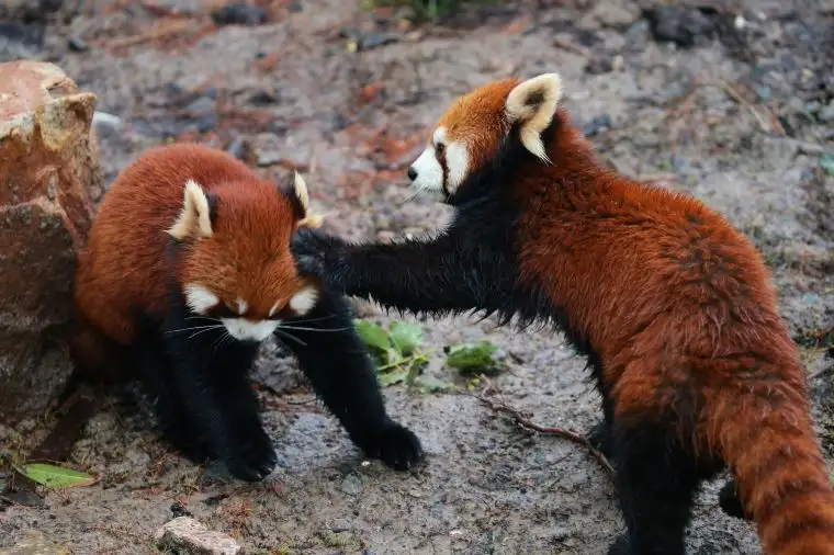 上海動物園（シャンハイドンウーユエンヂャン）