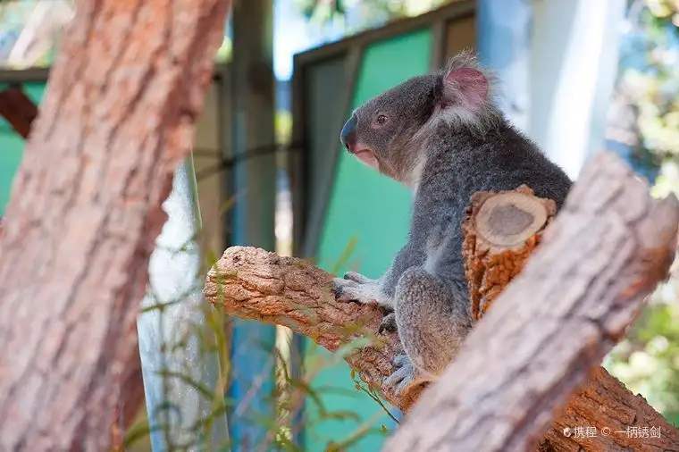 タロンガ動物園