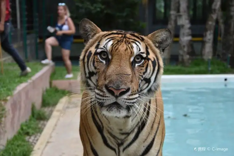 タイガーキングダム