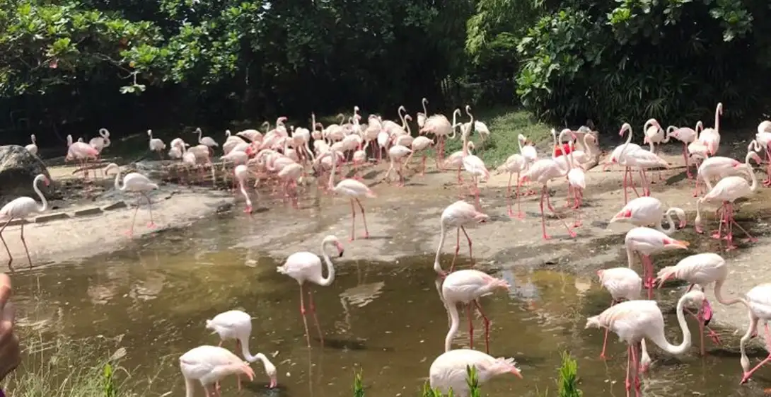 頑皮世界野生動物園