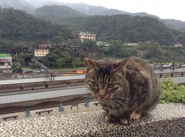 猴硐猫村