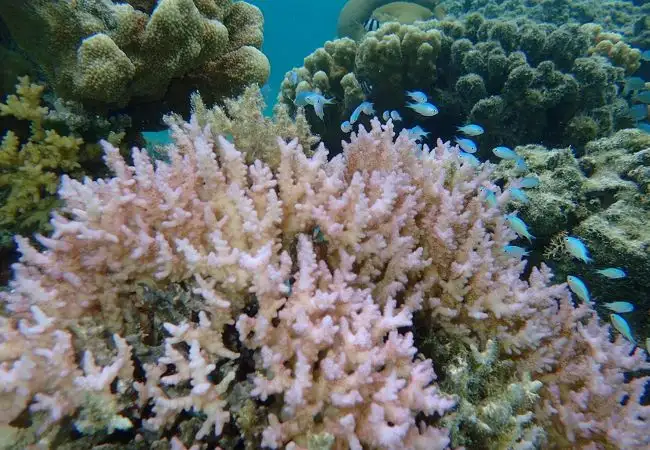 パウパウビーチ