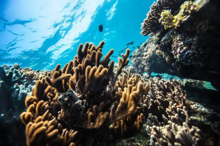 スキューバダイビング