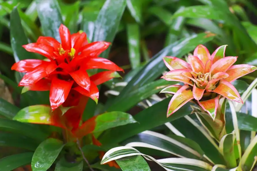 ロイヤル植物園