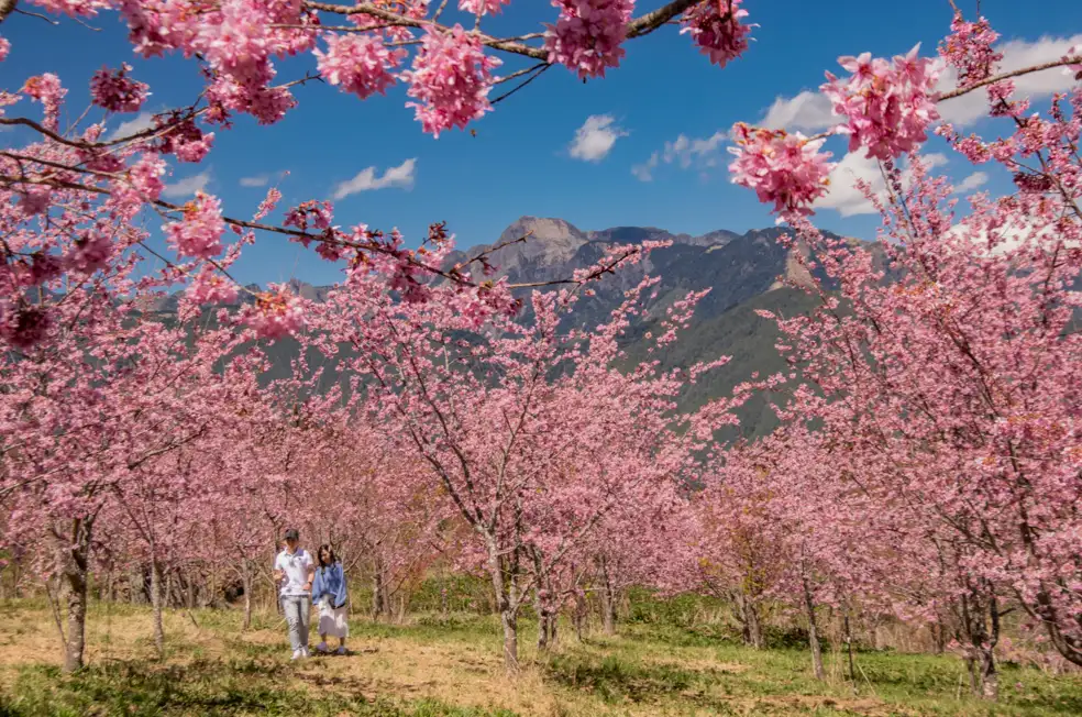 福壽山農場千櫻園