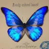 Avatar 1