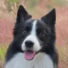 Avatar 3