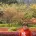 Nanhui Peach Blossom Village