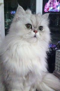 Zuiailalamao 深圳皇庭V酒店優惠