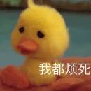 Mengzaixiaopitao