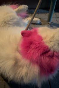 dogsayswoof 伯明翰易捷酒店優惠