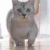 浪漫主义接班人
