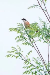 Liuyanxi0123 上海浦西萬怡酒店優惠