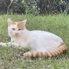 Avatar 1