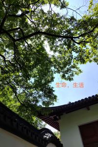 Peter wang 林隱·逸居飯店（上海川沙店）優惠