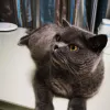 Avatar 1