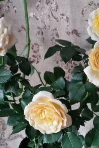 may8341 WING國際精選飯店-大阪梅田優惠