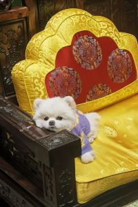 Mobosi 香港喜來登酒店優惠