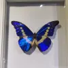 Avatar 1