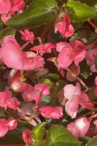 Chuangzao🌷xiangshou 淺草豪景飯店別館六區優惠