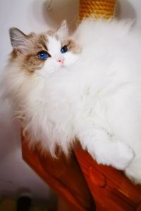 Yoyo_maofeijiarun 陽朔潼鄉度假酒店優惠