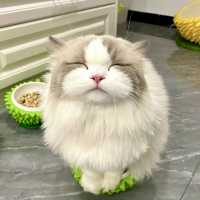 有头小猪