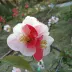 朱朱Hello