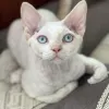 Avatar 2