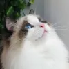 Avatar 3