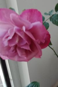 Xghuifeideyu 嘉利堡酒店優惠