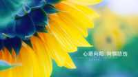 随风向阳