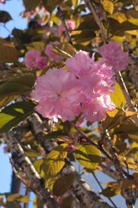 Qiudaoke 成都麥田天閱飯店優惠