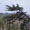 Avatar 1