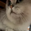 Avatar 3