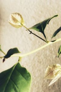 M328143**** 都江堰塵外·山語民宿（青城山店）優惠