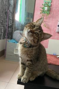 Mengxiaomi 香港沙田凱悦酒店優惠