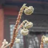 Avatar 1