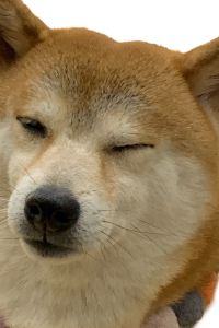 EllisChan 割烹旅館 ゆめさき クーポン