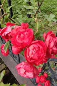 xmOrange ホテルルートイン網走駅前 クーポン