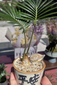 232361**** 上海萬豪虹橋大飯店優惠