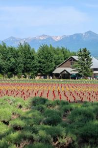 whu301061tony ホテルウィングインターナショナル千歳 クーポン