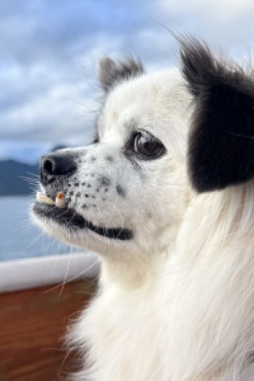 Shiqizichuxingji 格拉斯服務式套房酒店優惠