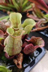 Jiuyang 閲瀾灣濱海度假酒店（較場尾店）優惠