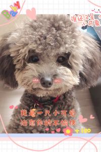 Kiki 深圳彭年萬麗酒店優惠