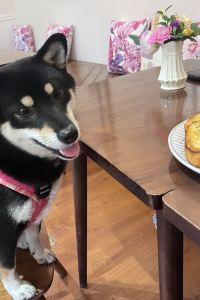 ronnie85 福岡中洲布瑞克法斯特飯店優惠