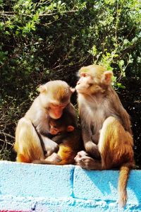 Fengyuqingran 蓉住民宿（成都東站店）優惠