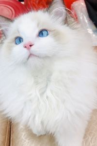 M277718**** 星呈飯店（西安鐘鼓樓永寧門地鐵站店）優惠