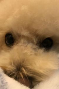 Gwokgwan 成都愷亞公館服務式公寓優惠
