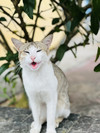 https://ak-d.tripcdn.com/images/0Z826120009fpvegbE181.jpg