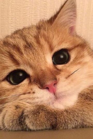 M333407**** ガーデンズキャビン クーポン